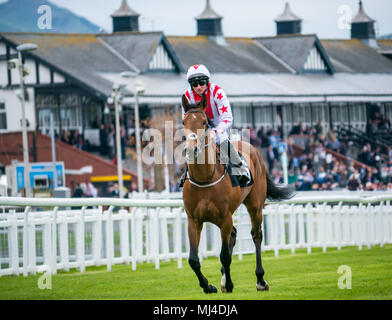 Musselburgh, Schottland, 4. Mai 2018. Musselburgh Race Course, Musselburgh, East Lothian, Schottland, Großbritannien. Ein Rennpferd galoppiert zum Start am Nachmittag des flachen Pferderennens. Pferd ‘Dubai Acclaim’ unter dem Jockey Paul Hanagan Stockfoto