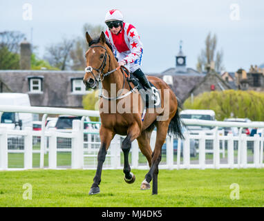 Musselburgh, Schottland, 4. Mai 2018. Musselburgh Race Course, Musselburgh, East Lothian, Schottland, Großbritannien. Ein Rennpferd galoppiert zum Start am Nachmittag des flachen Pferderennens. Pferd ‘Dubai Acclaim’ unter dem Jockey Paul Hanagan Stockfoto