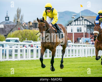 Musselburgh, Schottland, 4. Mai 2018. Musselburgh Race Course, Musselburgh, East Lothian, Schottland, Großbritannien. Ein Rennpferd galoppiert zum Start am Nachmittag des flachen Pferderennens. Pferd ‘Mosalim’ unter Jockey Ben Curtis Stockfoto