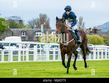 Musselburgh, Schottland, 4. Mai 2018. Neben, Musselburgh, East Lothian, Schottland, Vereinigtes Königreich. Ein Race Horse galoppiert zum Start am Nachmittag flachbild Pferderennen. Pferd 'Montague' von Jockey Daniel Tudhope aus Irland geritten in der 3.40 Weatherbys Bank Devisen Handicap Stockfoto