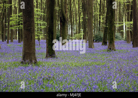 Micheldever Holz, Hampshire, UK. 4. Mai 2018. UK Wetter: Die bluebells sind an ihrer Spitze, unter einem Vordach der Buche bei Micheldever Holz in Hampshire. Credit: Julia Gavin/Alamy leben Nachrichten Stockfoto