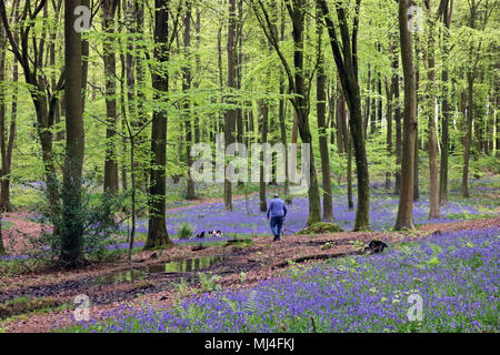 Micheldever Holz, Hampshire, UK. 4. Mai 2018. UK Wetter: Die bluebells sind an ihrer Spitze unter einem Vordach der Buche, an Micheldever Holz in Hampshire. Credit: Julia Gavin/Alamy leben Nachrichten Stockfoto