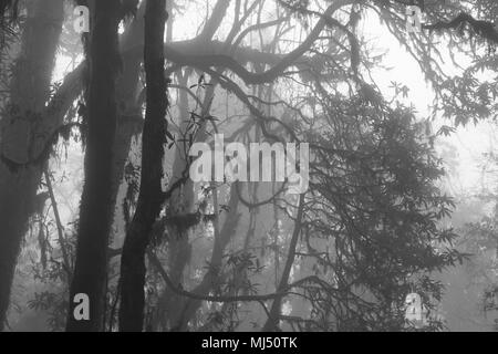 Momochrome Bild eines Rhododendron Wald auf einem fogy Tag. Szene in der Nähe von Pokhara, Nepal. Gespenstische Atmosphäre. Stockfoto