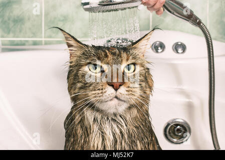 Nasse Katze. Lustige Katze in der Badewanne Stockfoto