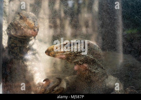 Zwei Eidechsen in zoo Käfig. Suchen Sie in der Kamera durch Glas Stockfoto