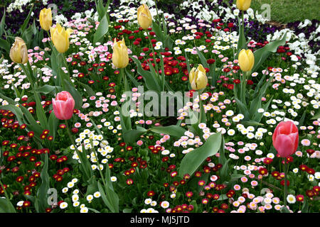 Garten Bett der Tulpen (Tulipa) und Bellis perennis (Gänseblümchen) Rasen Stockfoto