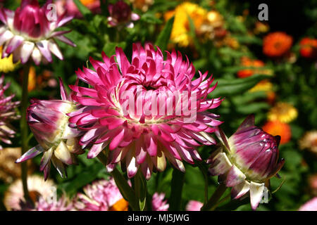 Bracteantha bracteata. (Syn. Helichrysum bracteatum) Strohblumen Stockfoto