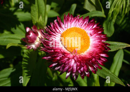 Bracteantha bracteata. (Syn. Helichrysum bracteatum) Strohblumen Stockfoto