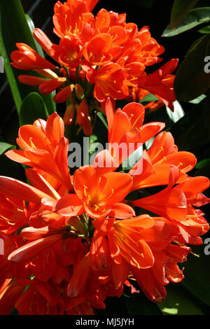 Orange Clivia Blumen Stockfoto