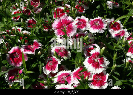 SWEET WILLIAM (DIANTHUS BARBATUS) Stockfoto