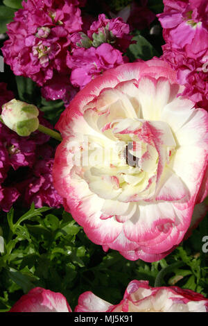 ROSA UND WEISSE RANUNCULUS BLUME Stockfoto