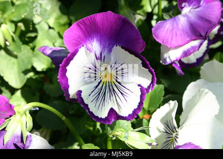 Das Garten-Stiefmütterchen ist eine Art von großblumigen Hybridpflanze angebaut als Garten Blume Stockfoto