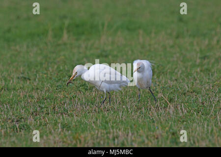 Reiher Fütterung in Italien mit einigen Zucht Farben Latin Bubulcus ibis auch als Buff-backed Heron oder Egretta garzetta guardabuoi oder Stockfoto