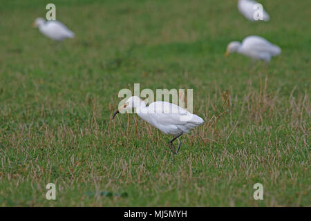 Reiher Fütterung in Italien mit einigen Zucht Farben Latin Bubulcus ibis auch als Buff-backed Heron oder Egretta garzetta guardabuoi oder Stockfoto