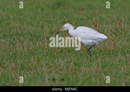 Reiher Fütterung in Italien mit einigen Zucht Farben Latin Bubulcus ibis auch als Buff-backed Heron oder Egretta garzetta guardabuoi oder Stockfoto