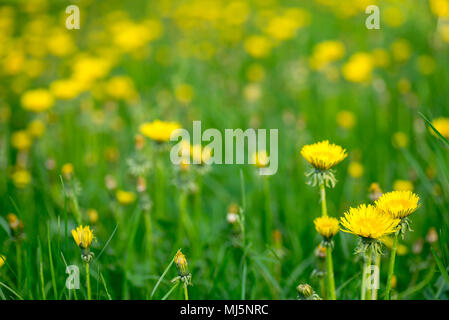 Gelber Löwenzahn Blumen im Frühling Wiese an einem sonnigen Tag Stockfoto