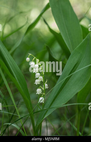 Maiglöckchen, Maiglöckchen, weiße duftende Blüten Nahaufnahme Stockfoto