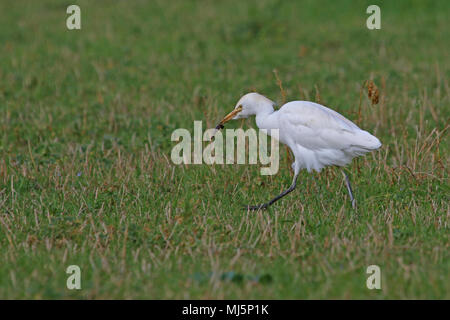 Reiher Fütterung in Italien mit einigen Zucht Farben Latin Bubulcus ibis auch als Buff-backed Heron oder Egretta garzetta guardabuoi oder Stockfoto