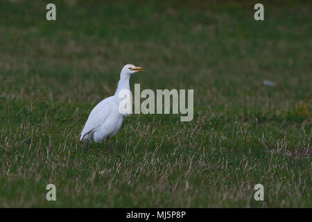 Reiher Fütterung in Italien mit einigen Zucht Farben Latin Bubulcus ibis auch als Buff-backed Heron oder Egretta garzetta guardabuoi oder Stockfoto