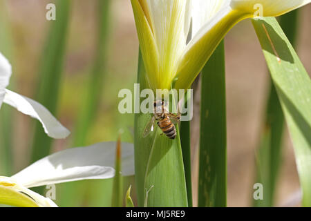 Lateinischer Name Honigbiene Apis mellifera Fütterung auf eine Flagge Iris oder bärtigen Iris leaf in Italien im Frühjahr Stockfoto