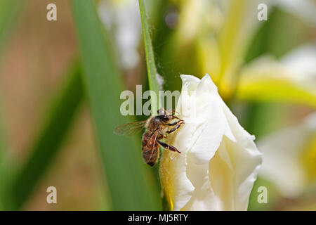 Lateinischer Name Honigbiene Apis mellifera Fütterung auf eine weiße Fahne Iris oder bärtigen Iris Blume in Italien im Frühjahr Stockfoto