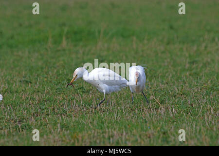 Reiher Fütterung in Italien mit einigen Zucht Farben Latin Bubulcus ibis auch als Buff-backed Heron oder Egretta garzetta guardabuoi oder Stockfoto