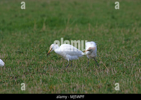 Reiher Fütterung in Italien mit einigen Zucht Farben Latin Bubulcus ibis auch als Buff-backed Heron oder Egretta garzetta guardabuoi oder Stockfoto