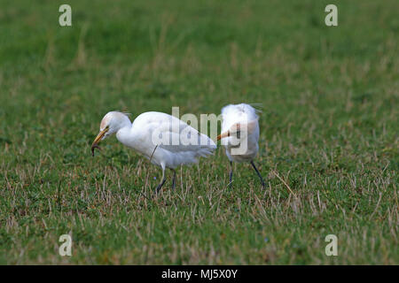 Reiher Fütterung in Italien mit einigen Zucht Farben Latin Bubulcus ibis auch als Buff-backed Heron oder Egretta garzetta guardabuoi oder Stockfoto