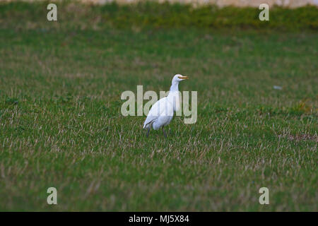 Reiher Fütterung in Italien mit einigen Zucht Farben Latin Bubulcus ibis auch als Buff-backed Heron oder Egretta garzetta guardabuoi oder Stockfoto