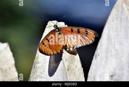 Tawny Coster Schmetterling, Acraea violae. Stockfoto