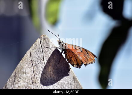 Tawny Coster Schmetterling, Acraea violae. Stockfoto