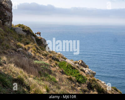 Rehe grasen auf steinigen Felsen über Ozean bei Point Reyes Lighthouse, Marin County, Kalifornien, USA Stockfoto