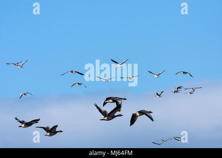 Herden von Taiga bean Goose während der Migration. Strahlender Sonnenschein. Stockfoto