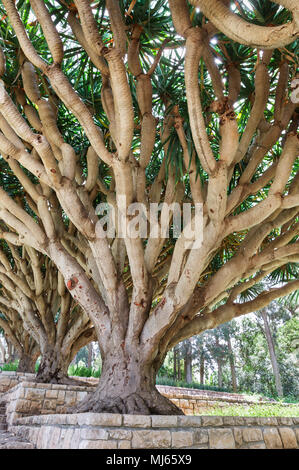 Baum im Park Rothschild Israel Stockfoto