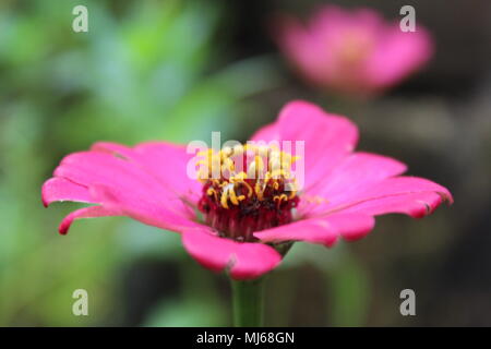 Blühende rosa Blüten - Zinnia peruviana L (Compositae), peruanische Zinnia, Zinnia elegans L, Dahlia zinnia, Zinnia haageana Regel, Mexikanischer Zinnien Stockfoto