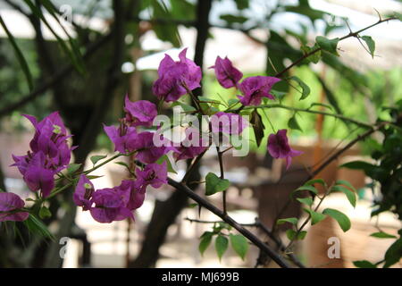 Rosa Papierrosenblüte - Bougainvillea spectabilis Willd, große Bougainvillea, Bougainvillea glabra Choisy, Nyctaginaceae, Papierblume, Leela Palace Stockfoto