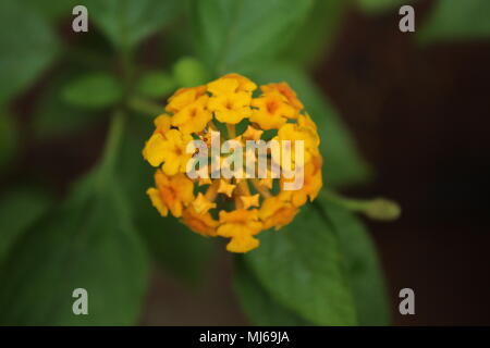 Lantana camara L, Lantana montevidensis, Gemeine lantana, Purple lantana, (Verbenaceae) - Kugelige Gruppe kleiner Blüten mit Ameise Stockfoto