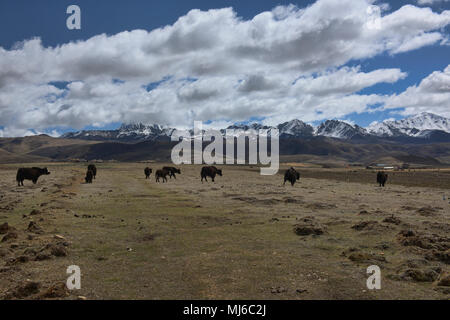 Yaks unter 5820 m Yala Snow Mountain (zhara Lhatse) auf der Tagong Grasland, Sichuan, China Stockfoto