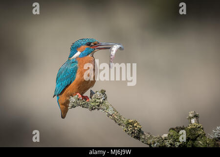 Ein Profil Portrait eines weiblichen Kingfisher auf einem Zweig sitzen Flechten bedeckt mit einem kleinen Fisch in ihren Schnabel gehalten und Suchen auf der rechten Seite mit Platz fo Stockfoto