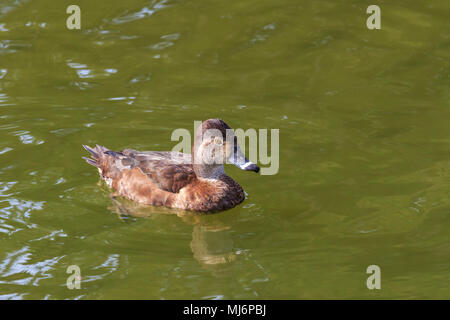 Weibliche Ring-Necked Enten auf einem kanadischen See Stockfoto