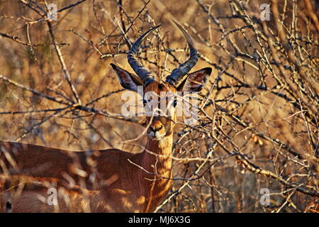 Alert Impala im afrikanischen Busch Stockfoto