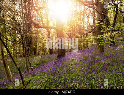 Atemberaubend schöne Glockenblumen in Middleton Holz, Skipton Stockfoto