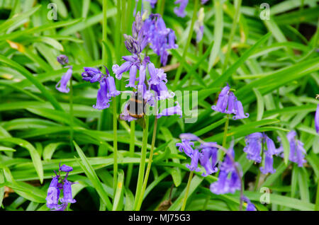 Biene schwebt über Bluebells im Frühjahr Stockfoto