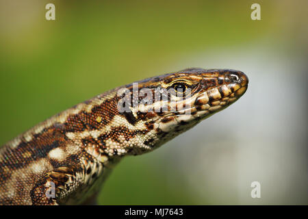 Makro Portrait von gemeinsamen Wand Eidechse (Podarcis muralis) über unscharf Hintergrund Stockfoto