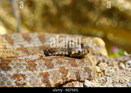 Milos stumpfen Nase Viper, Porträt, Macrovipera lebetina wegen ist die seltenste Europäische Viper, Leben nur auf vier Inseln der Kykladen Stockfoto