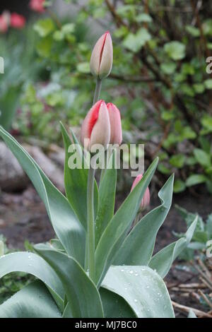 Schönes helles Garten Tulpe Blume Im Frühling blühen abgedeckt/-Kristalle von Regen Stockfoto