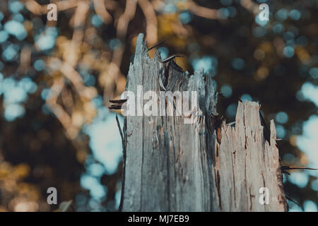 In der Nähe von Alte kaputte Baum in der Mitte des Dschungels. Stockfoto