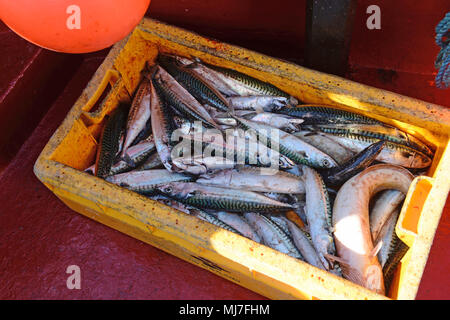 Junge fischen mit seinem Opa in einem Meer boot Makrelenfangs der Küste der Shetlandinseln Stockfoto