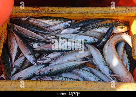 Junge fischen mit seinem Opa in einem Meer boot Makrelenfangs der Küste der Shetlandinseln Stockfoto