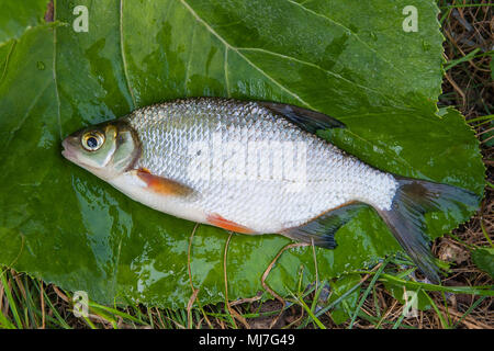 Nahaufnahme der gerechten Wasser Süßwasser Güster oder silberne Fische bekannt als Blicca Bjoerkna auf dem grünen Rasen entnommen. Stockfoto